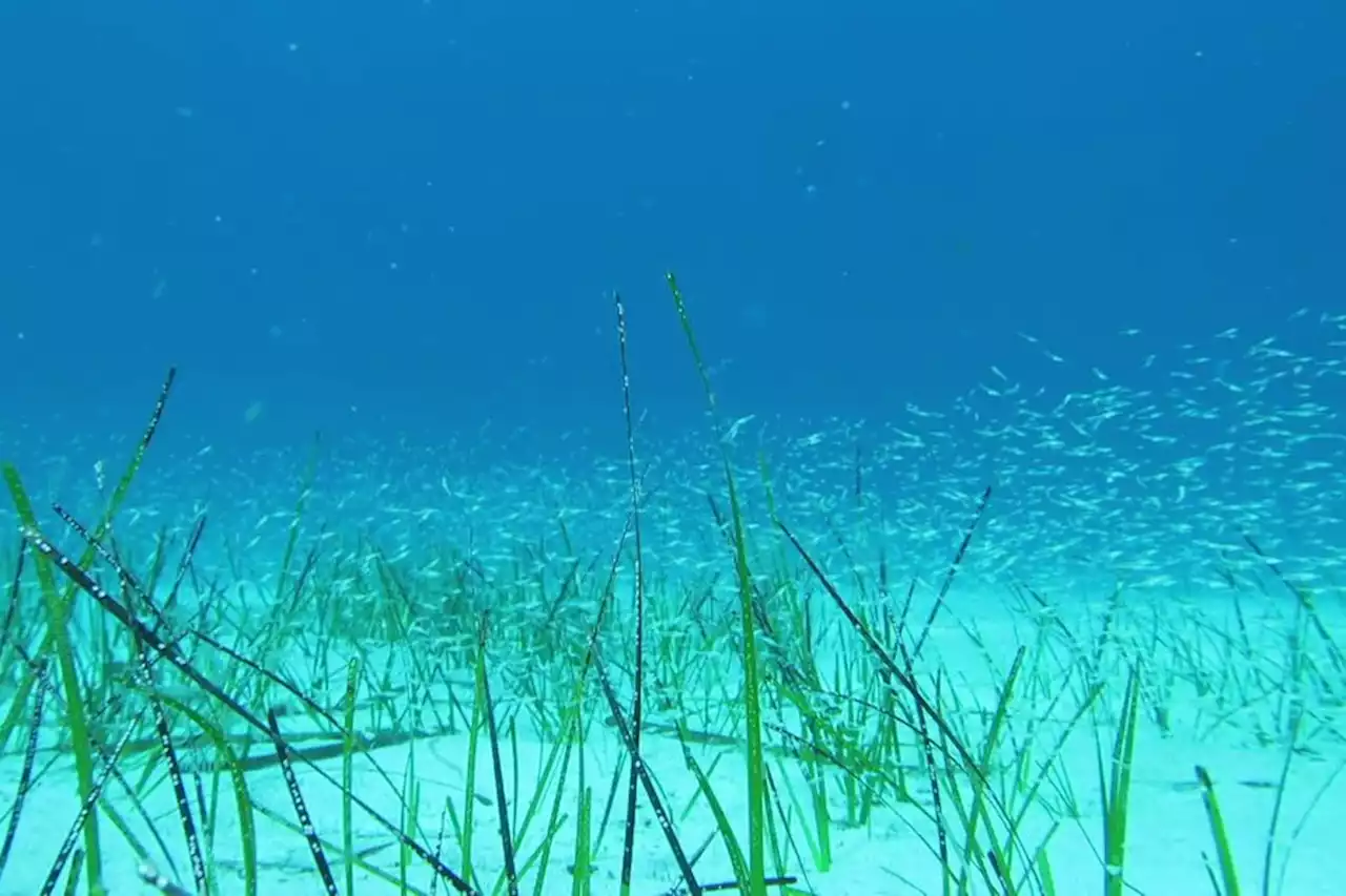 Tema : à la découverte de la biodiversité corse