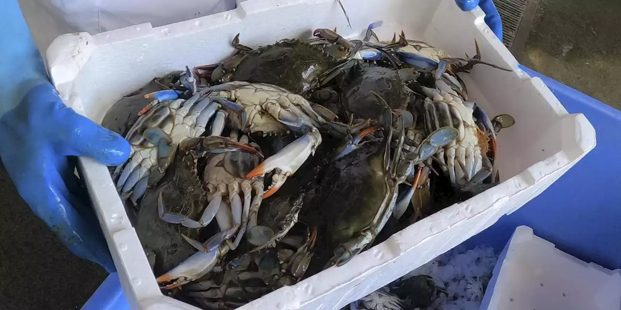 Per sbarazzarci dei granchi blu abbiamo iniziato a venderli all'estero