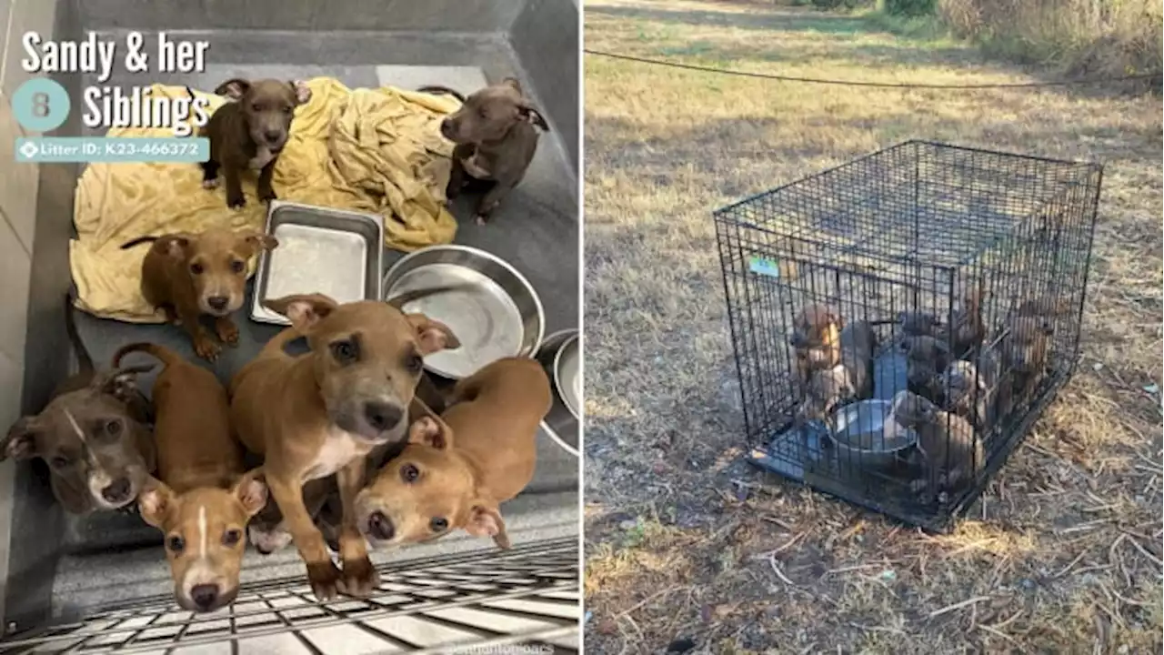 Nine puppies found abandoned in crate at park during heat advisory, ACS says