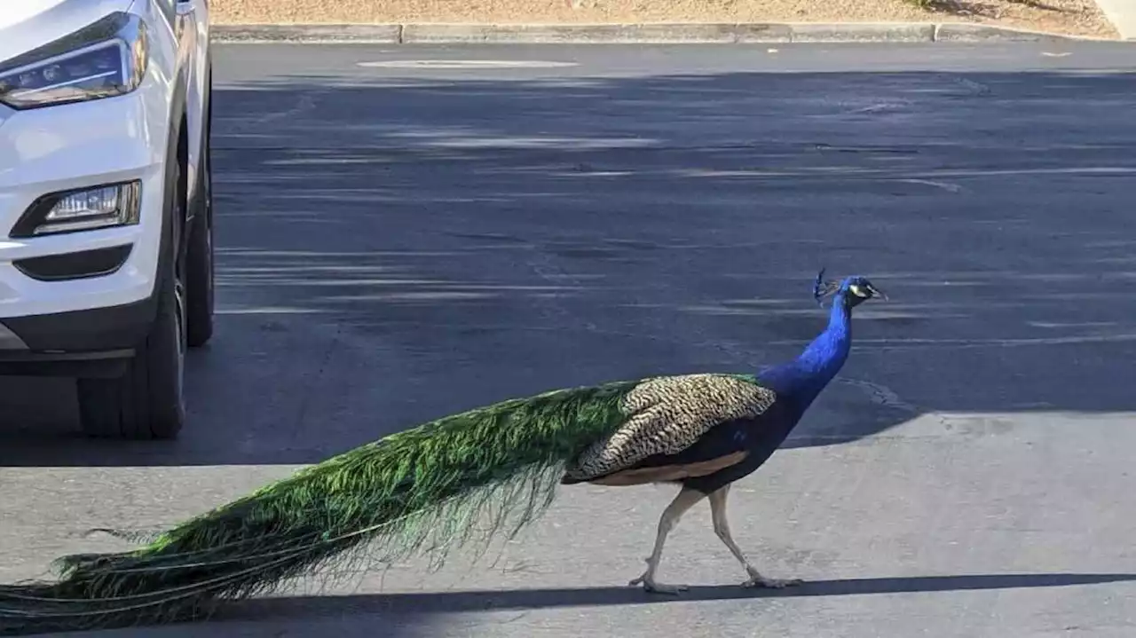 Pete the peacock, adored by Las Vegas neighborhood, fatally shot by bow and arrow