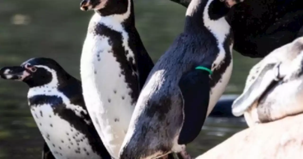 Stunning Leeds hall with penguins and monkeys where kids can visit for free