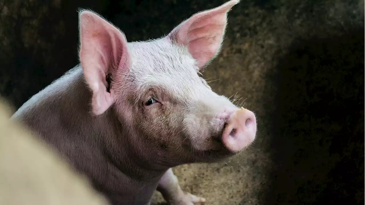 Oriental Mindoro OKs transport of hogs to Panay Island