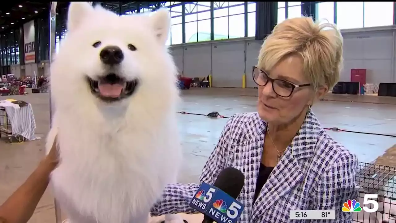 Great American Dog Show held this weekend at McCormick Place