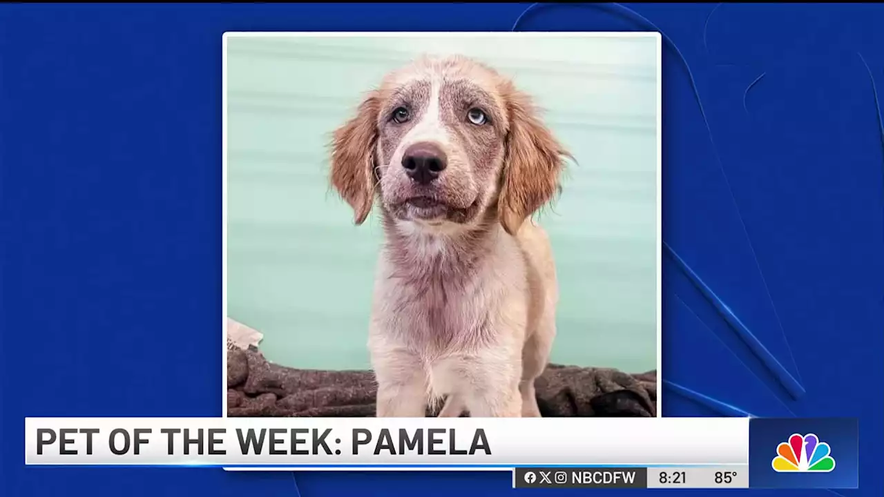 Pet of the Week: Pamela