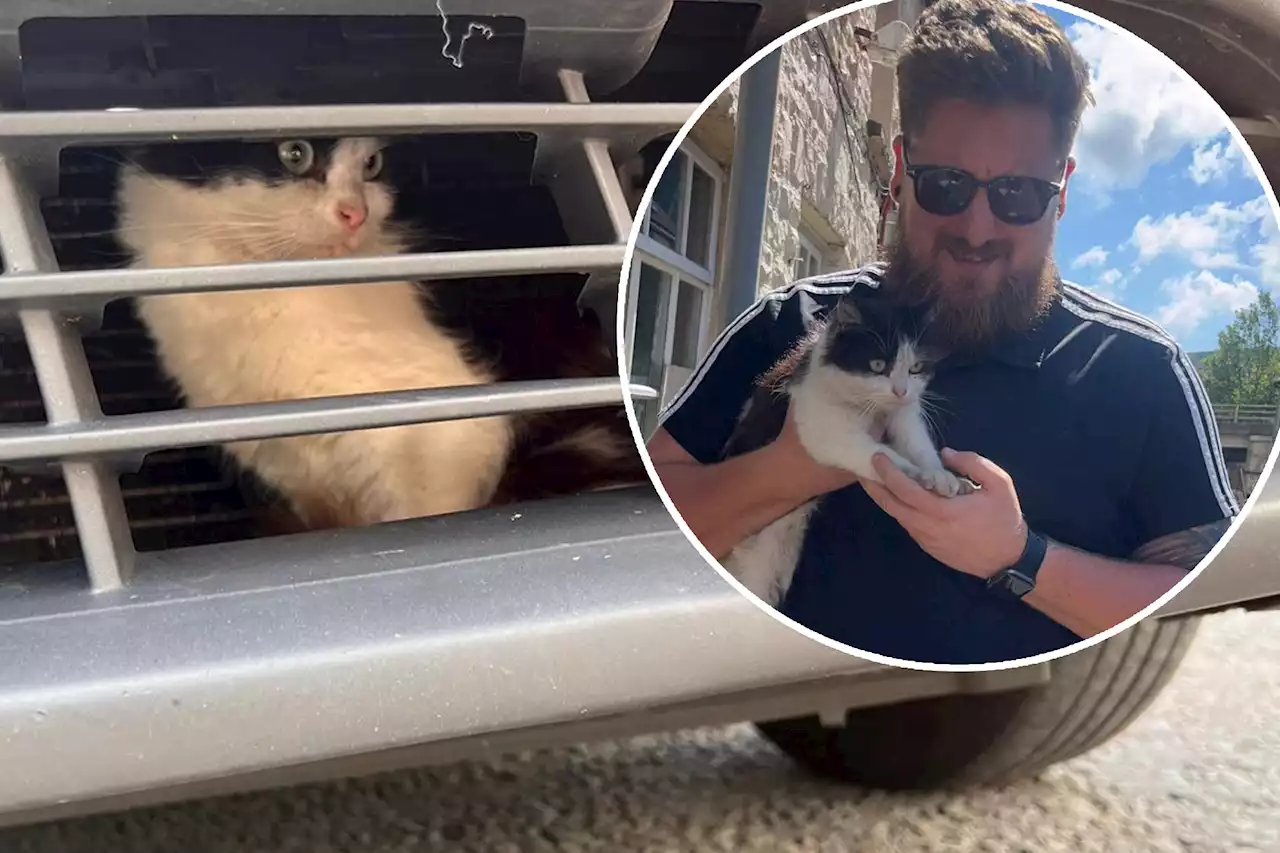 Kitten takes 500-mile ride behind the grille of a cab: ‘Bless her’