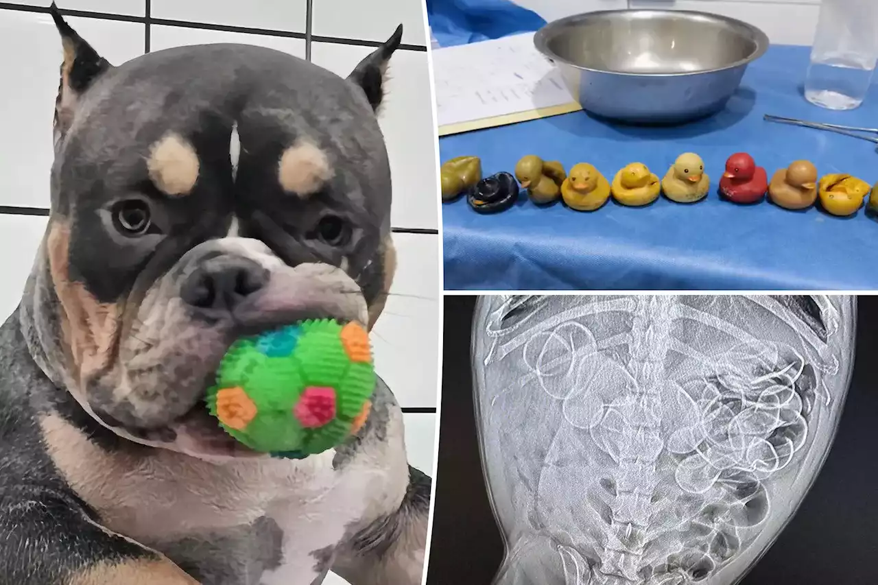 Resilient French bulldog wolfs down 11 rubber ducks