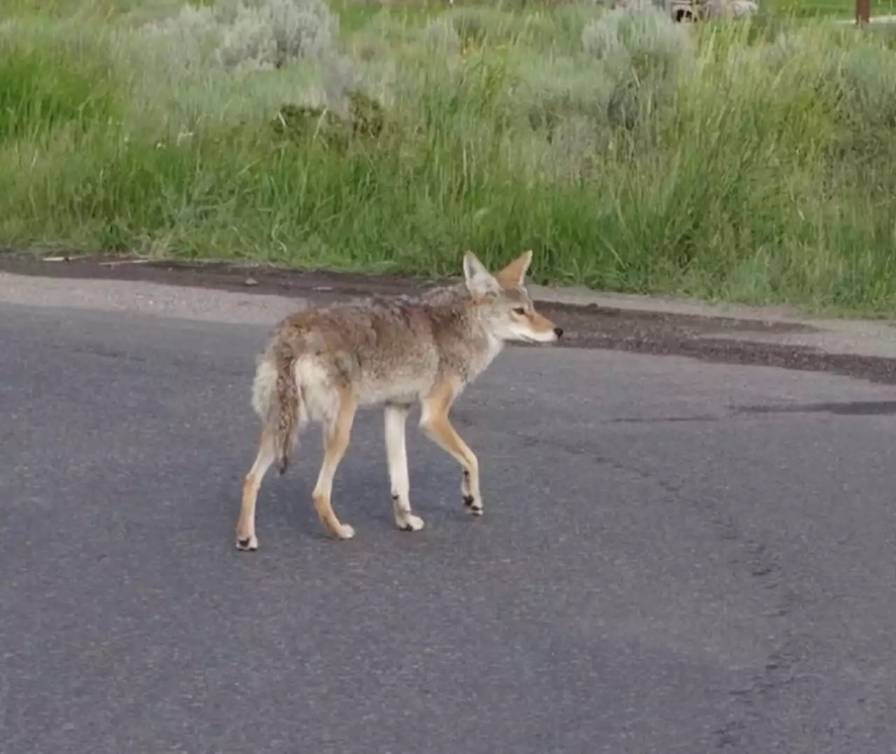 Coyotes growing in numbers across N.J., and that trend is expected to continue