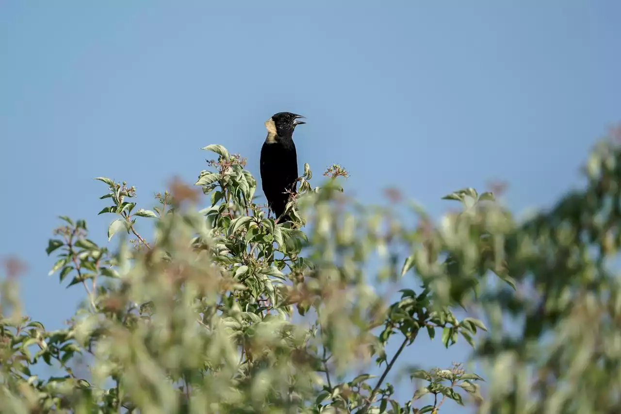 North American grassland birds in peril, spurring all-out effort to save them