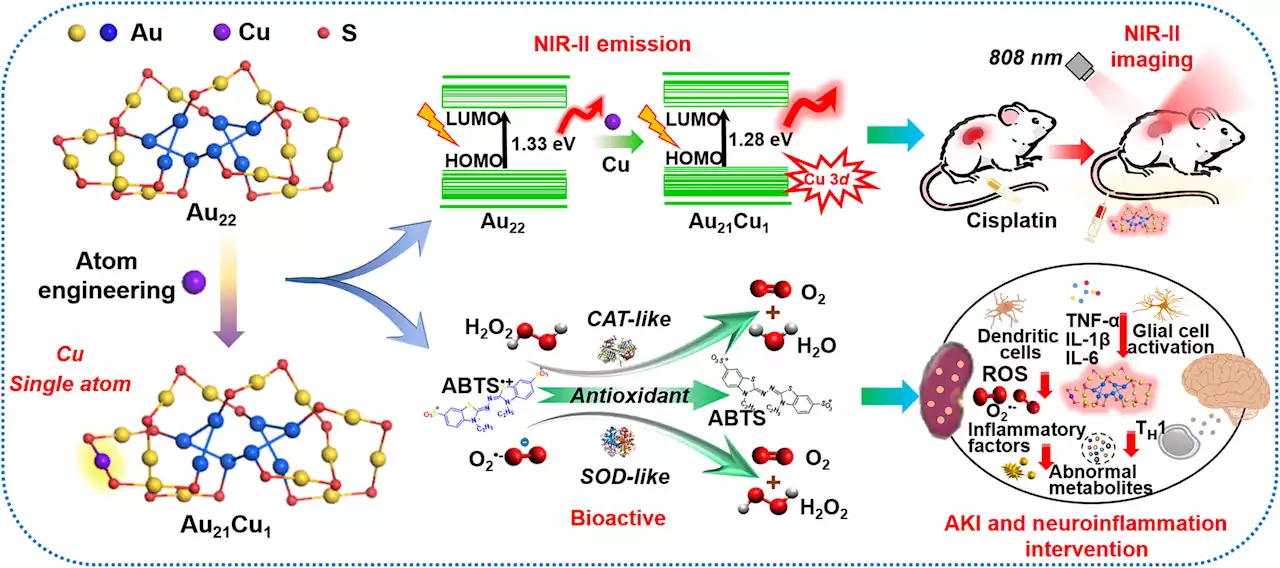 Bioactive near-infrared II clusters for 3D imaging and acute inflammation inhibition