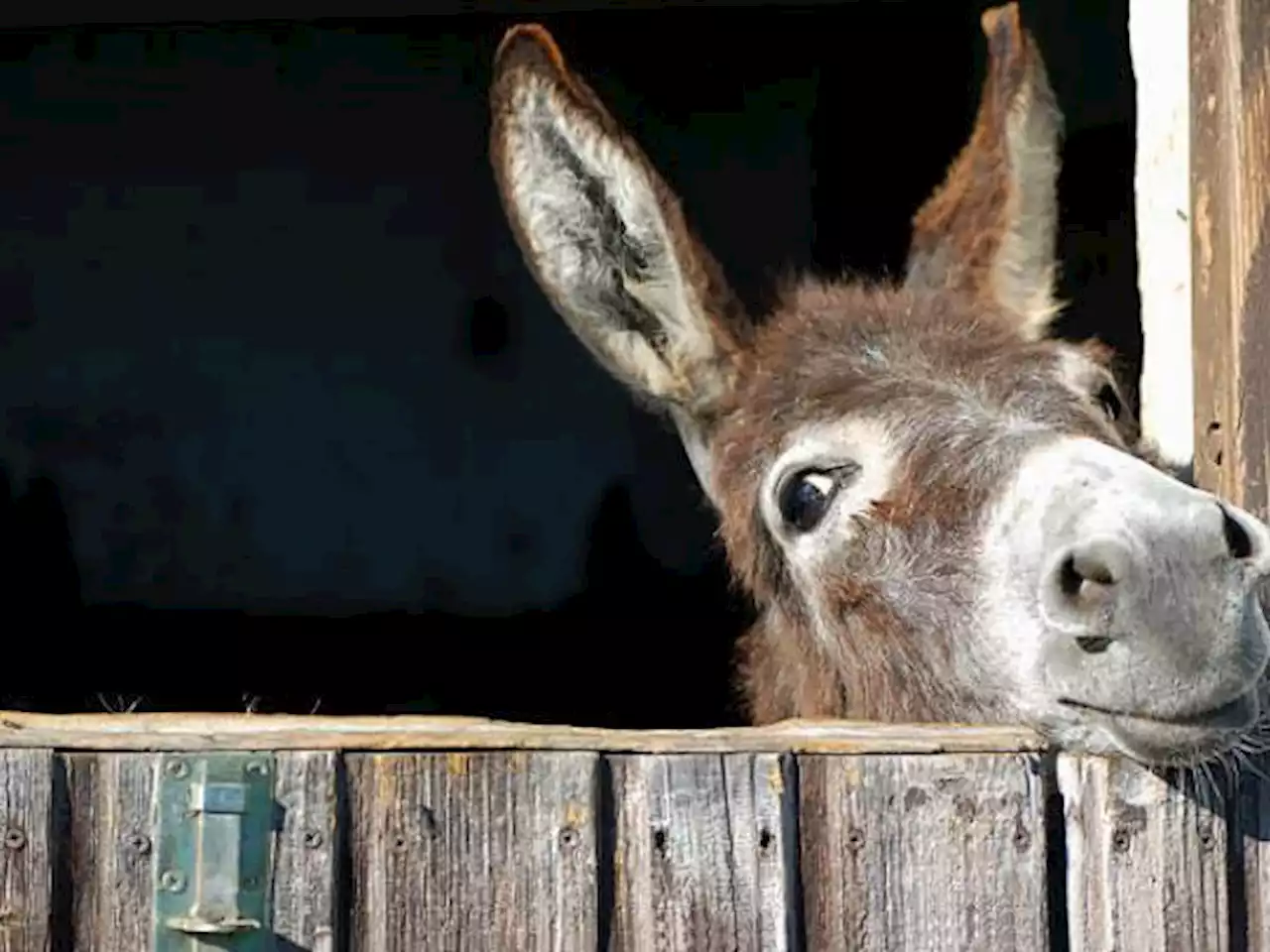 Por qué se dice que el burro está en riesgo de desaparecer