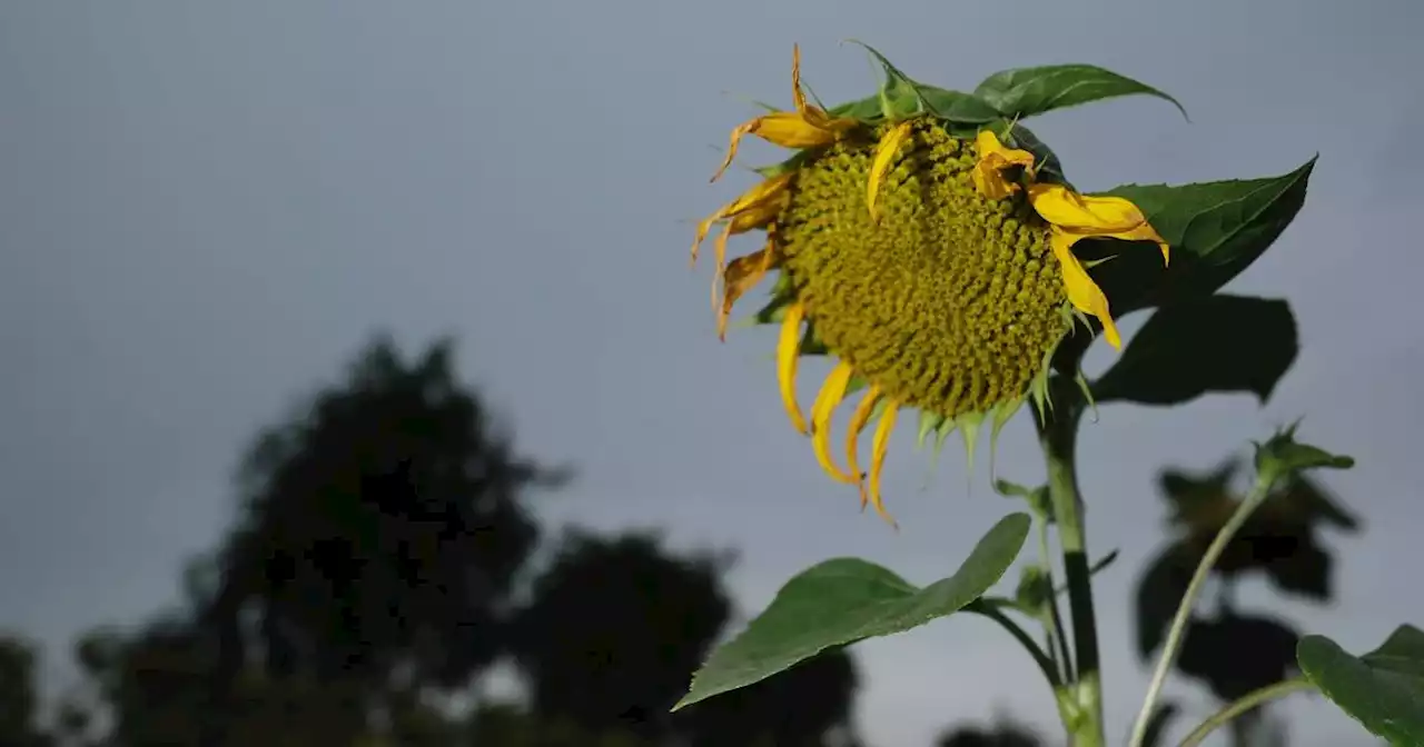 Wetter in NRW: Wolken und Regen – ist der Sommer nun vorbei?