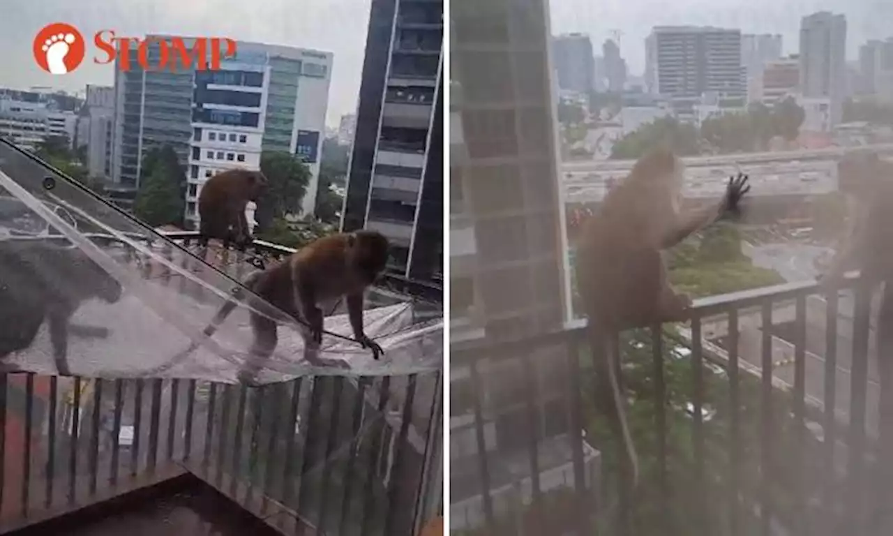 Potong Pasir condo resident astonished that monkeys can climb 15 storeys to her home