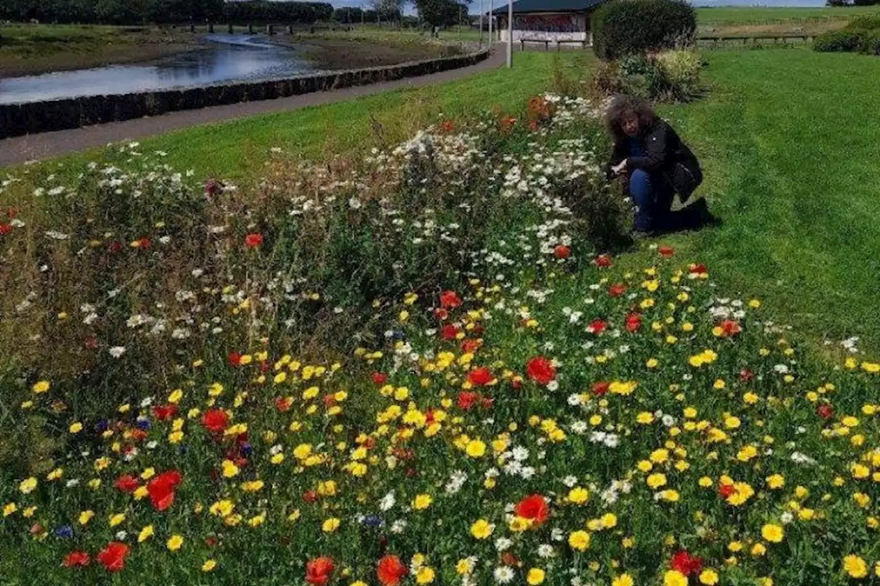 High hopes as Scots across the country come together to grow nature network