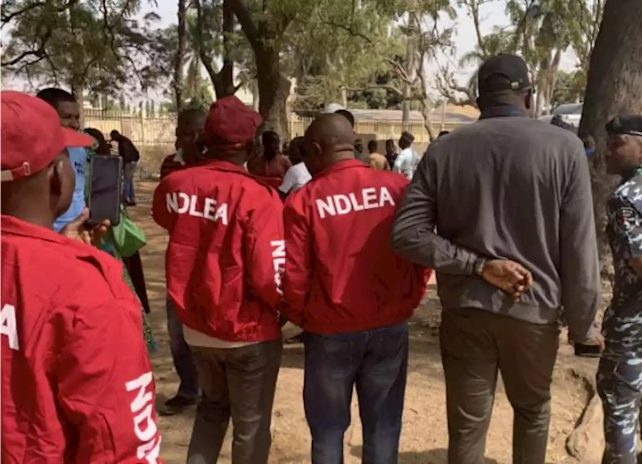 NDLEA arrests 84 suspects in Kaduna, seizes over 400kg of illicit drugs