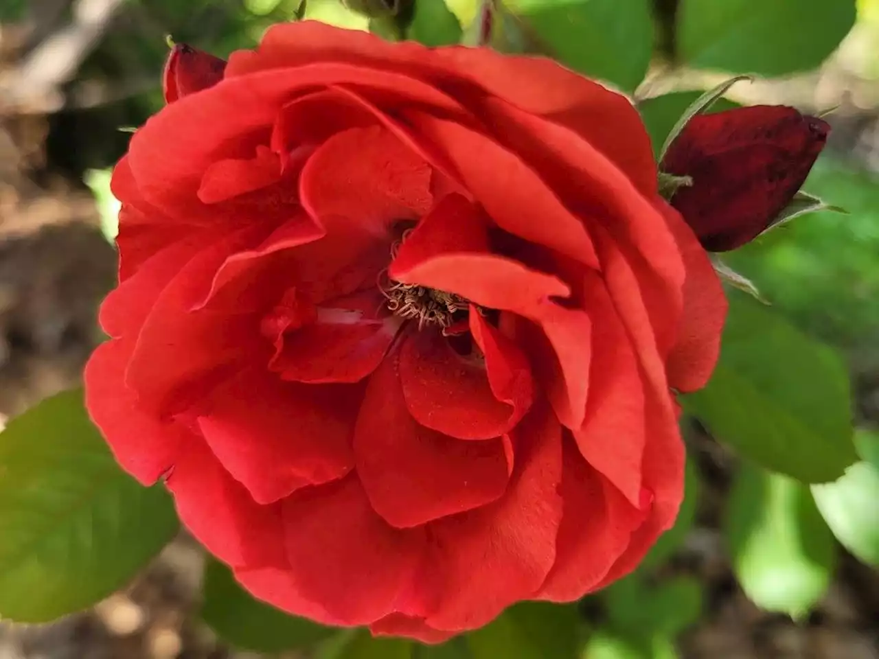 Roses in my Saskatchewan garden: Tried, true and totally hardy