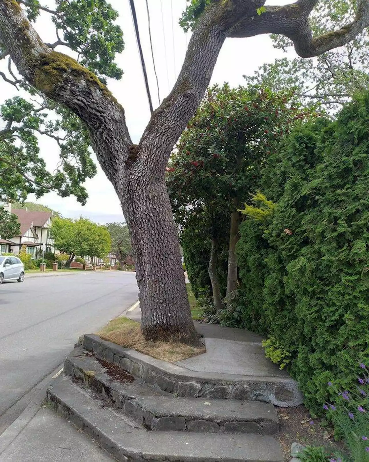 Condition of Oak Bay sidewalks to be evaluated