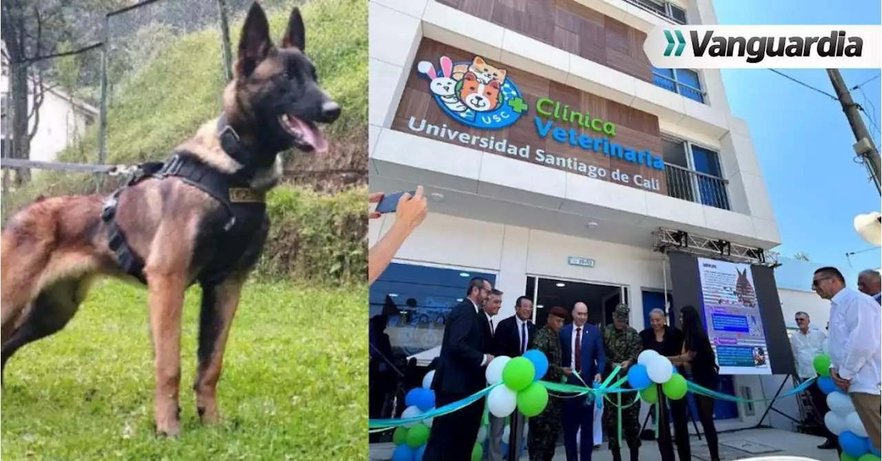 Video: “Quedó inmortalizado”, el majestuoso homenaje al perro Wilson en Cali