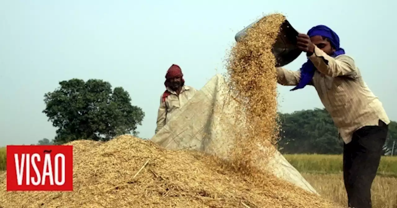 | Índia aperta restrições à exportação de arroz para controlar preços internos