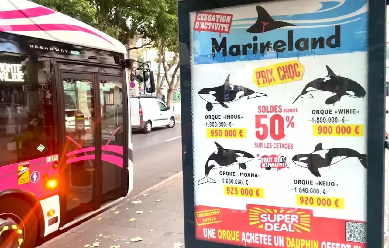 Pourquoi une campagne de pub propose « une orque achetée, un dauphin offert » ?