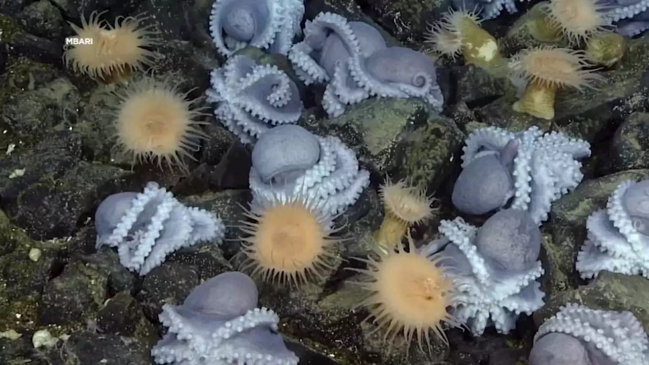 Researchers use underwater technology in Bay Area to unlock mysteries of rare octopus garden