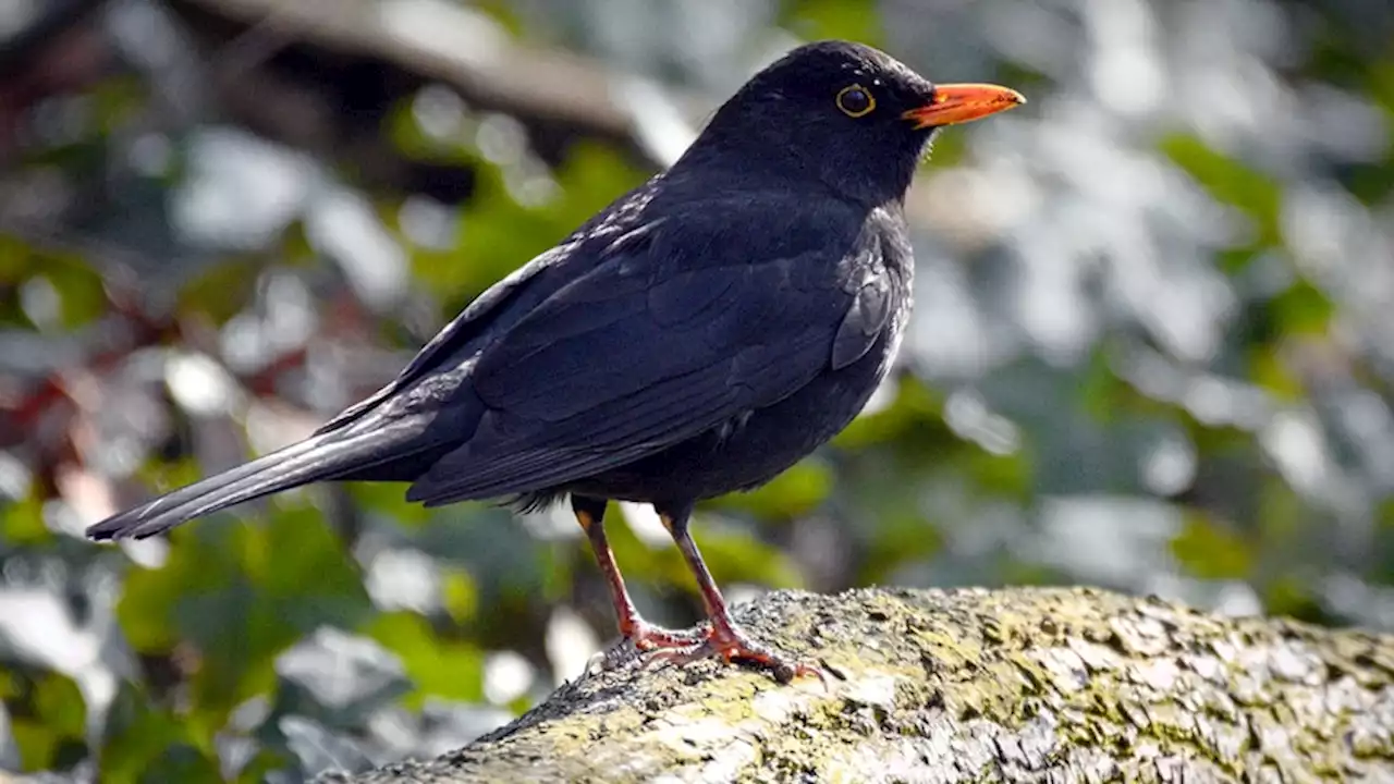 Bail for wildlife rescuer who assaulted girls who were helping him bury a dead bird