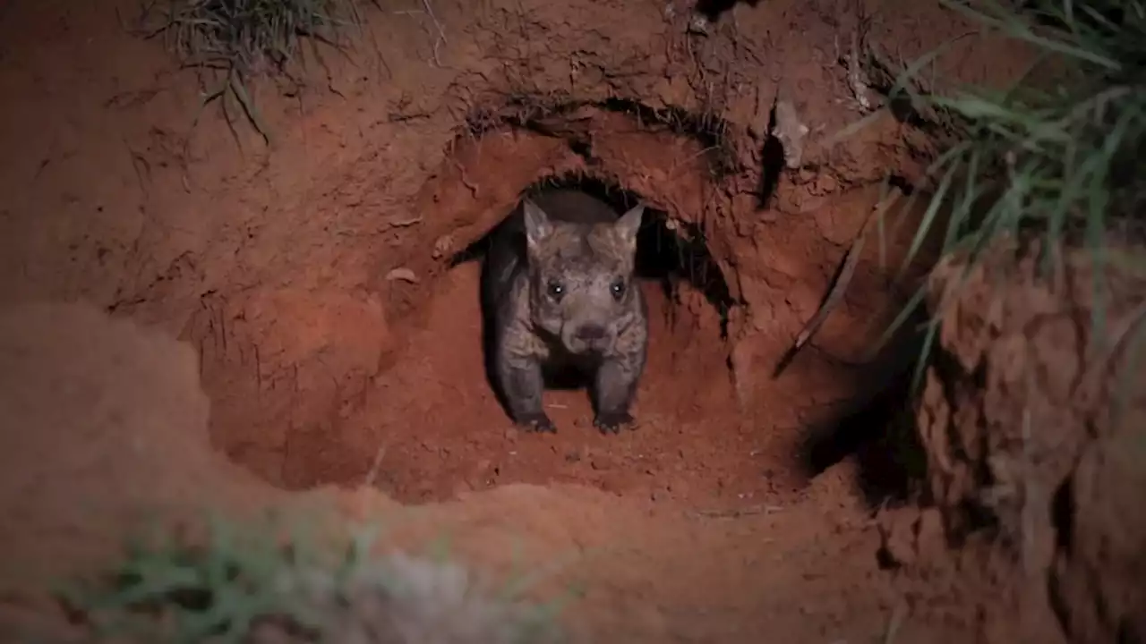 Ground-penetrating radar helping to save northern hairy-nosed wombats