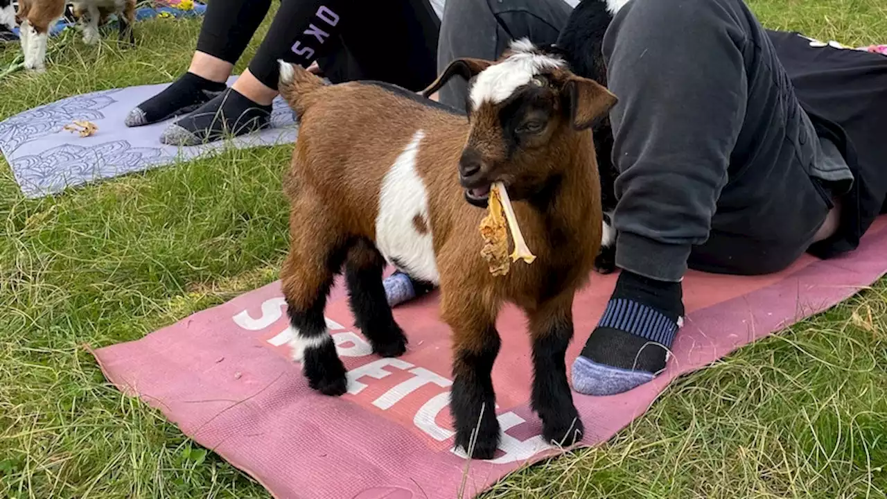 Miniature goat yoga brings stress release and 'so much joy' to small country town