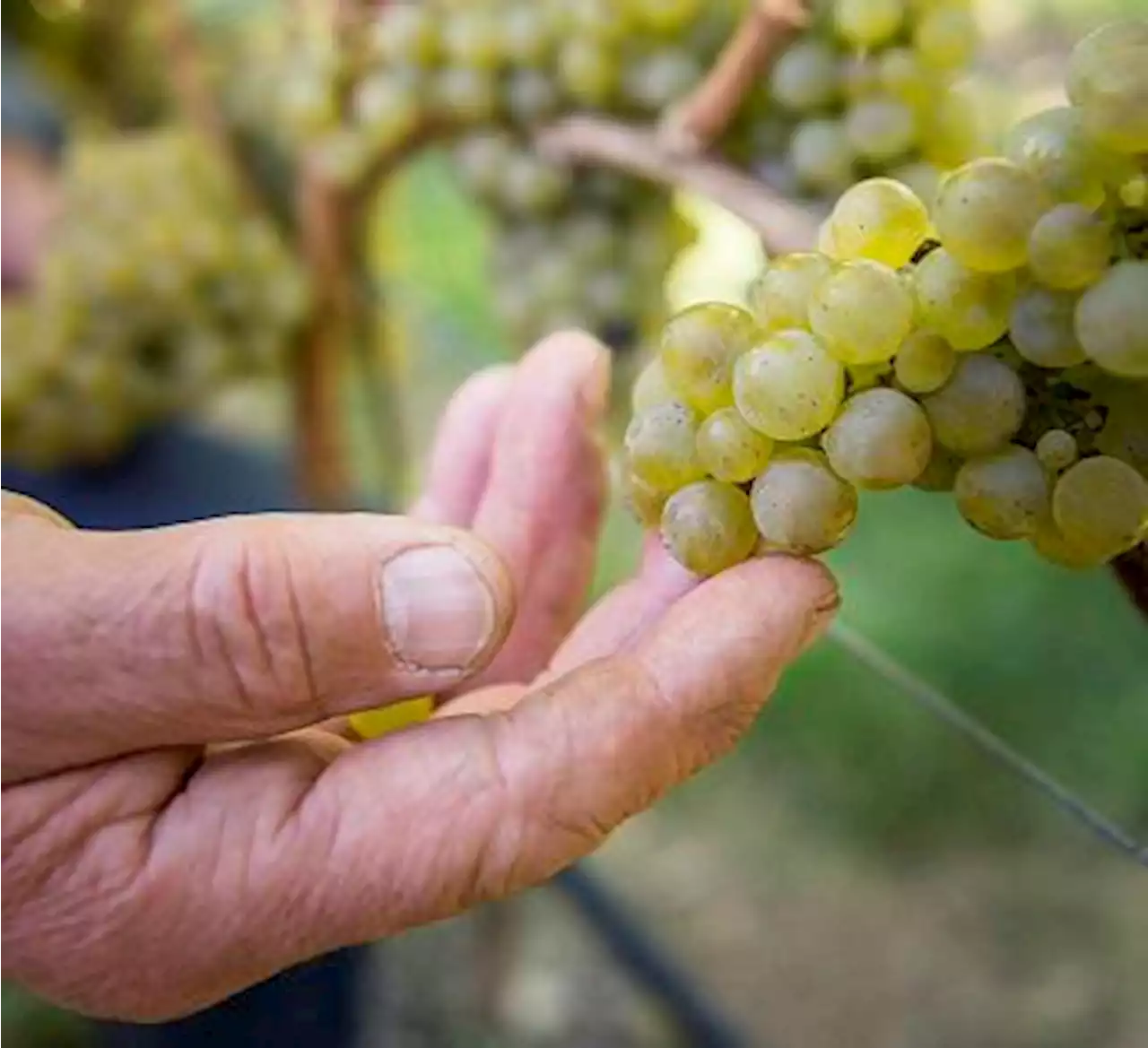 Vendemmia, al via in Alto Adige dopo un’estate difficile