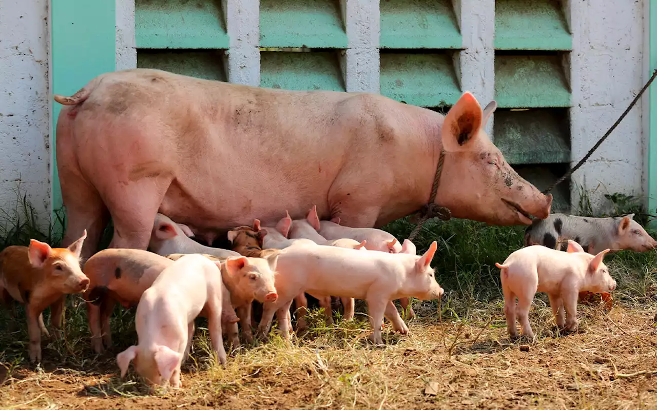 Canadá ofrece $45 mil al mes a mexicanos por criar animales