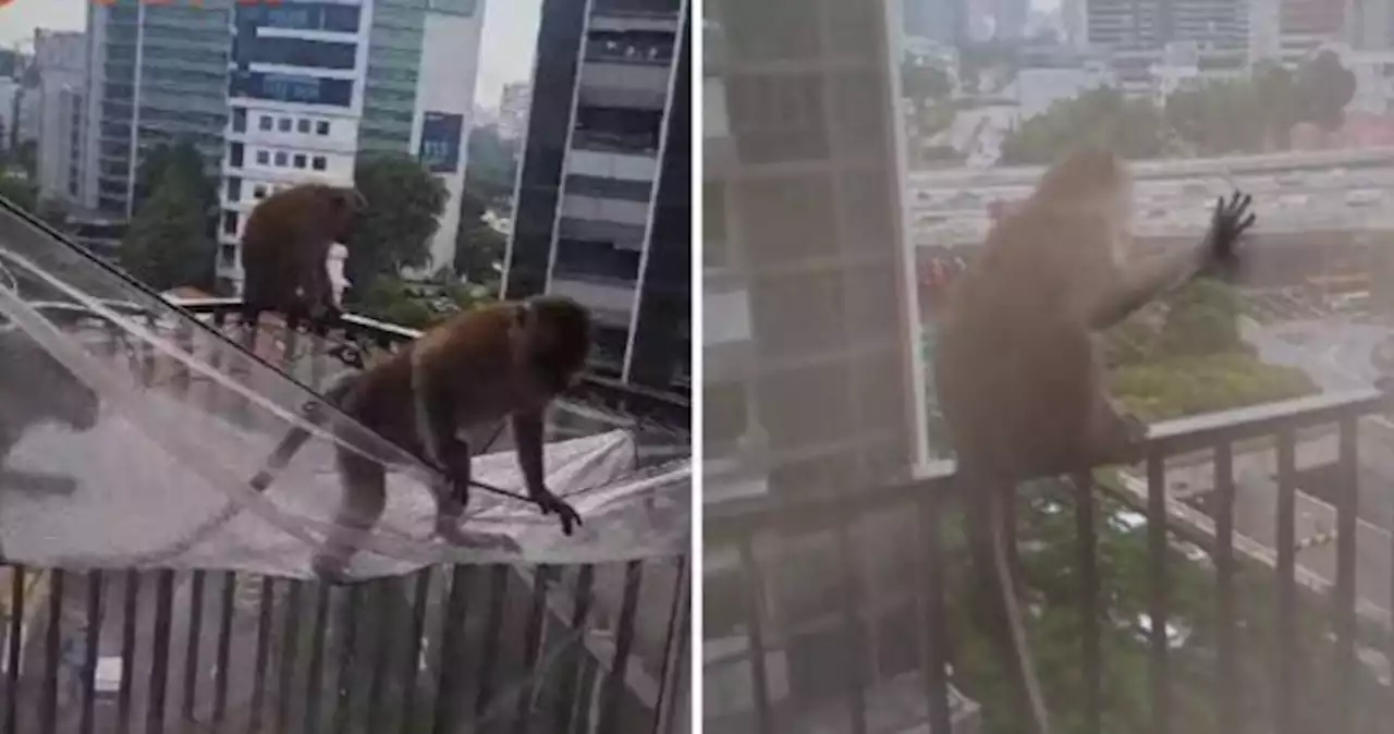 Condo resident astonished to see monkeys on 15th storey