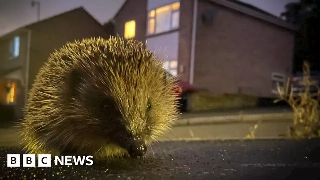 Drivers asked to help count sightings of roadkill via new app