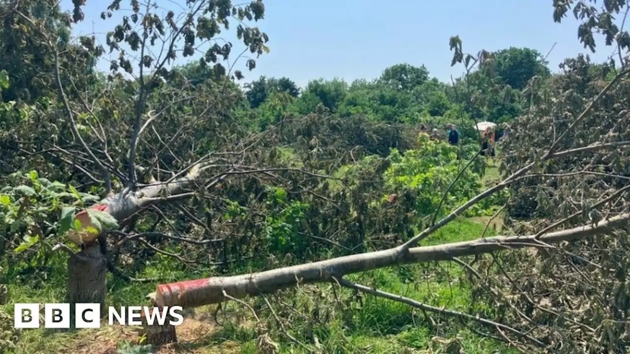 Bromley Council issues replanting order after illegal tree felling