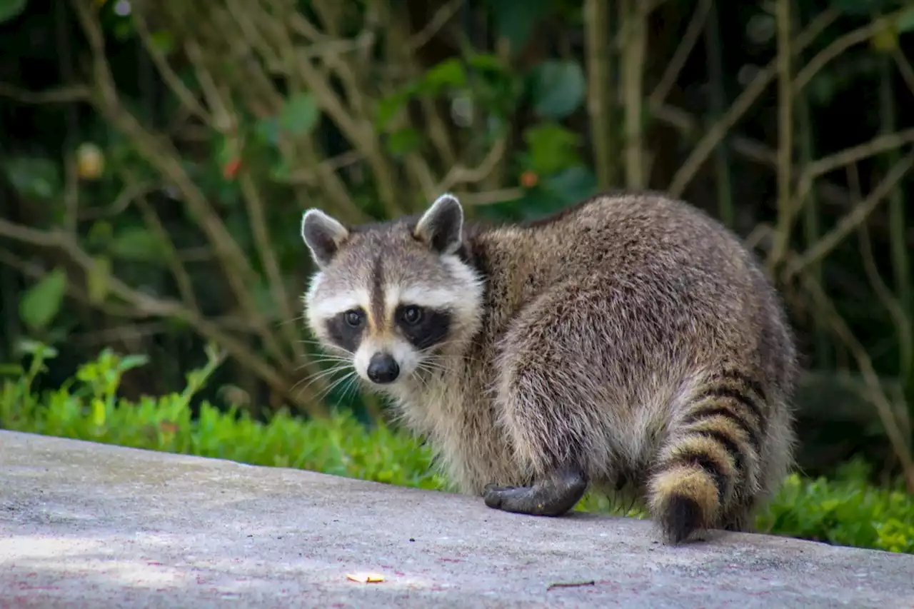 5 Scents That Attract Raccoons to Your Yard, Experts Say