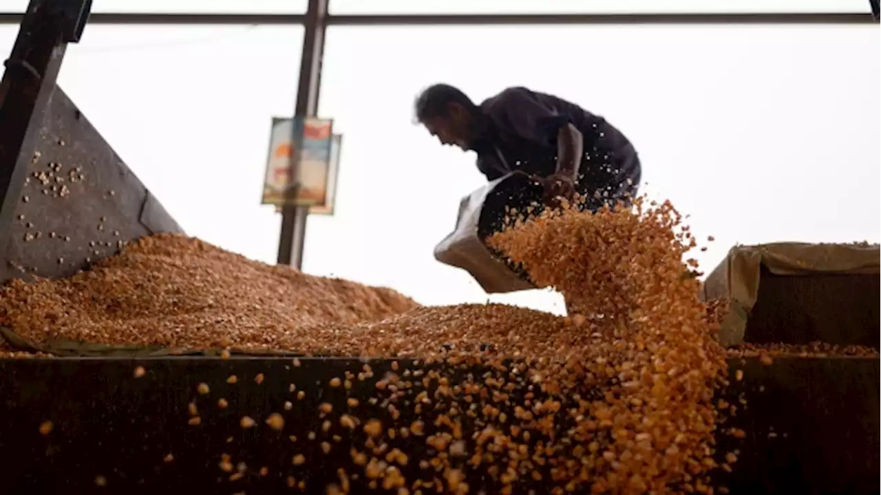 Modi Weighs Continuing Free Grains Program Into Election Season