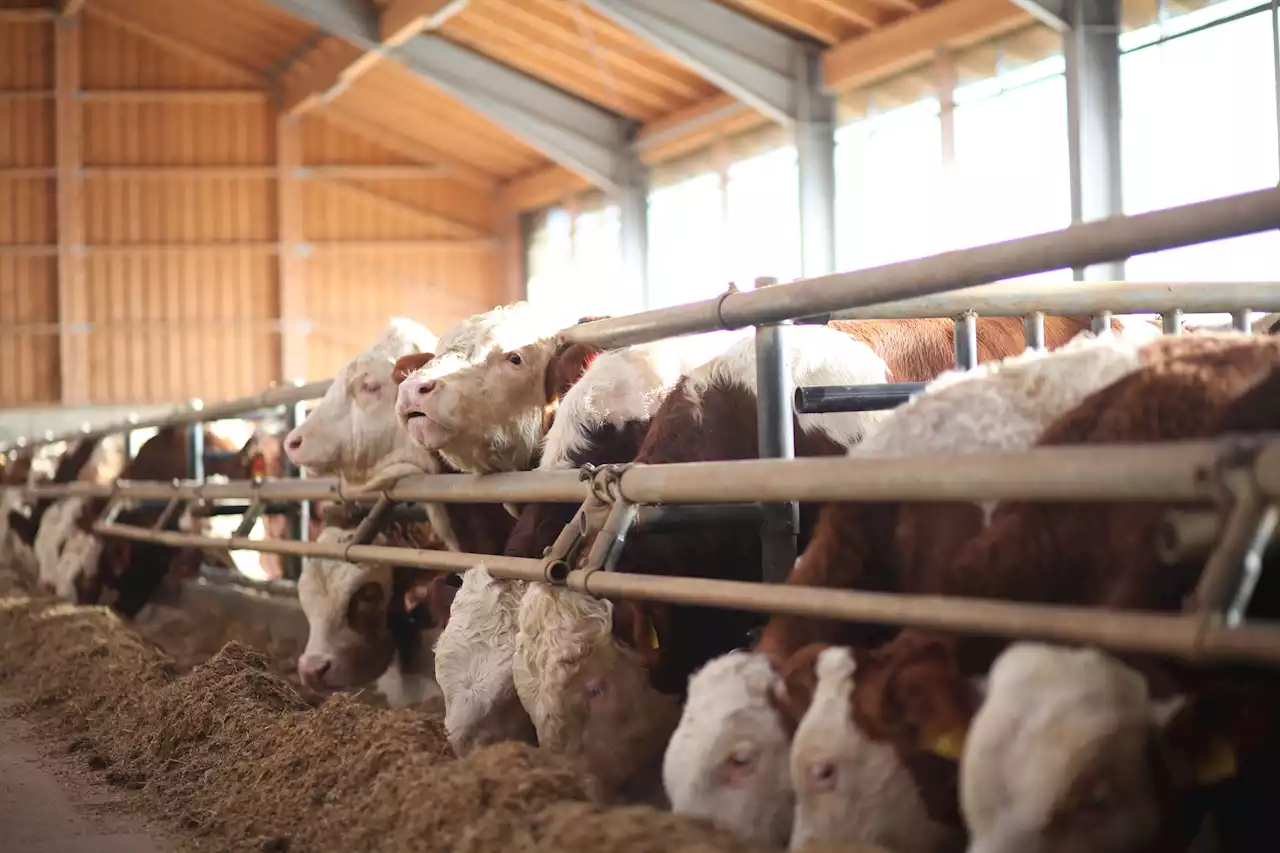 Trotz Protesten: Stall zur Bullenmast in Kleinostheim genehmigt