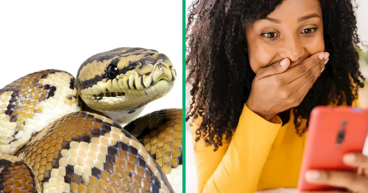 I thought that was an anaconda': Netizens terrified by metres-long snake