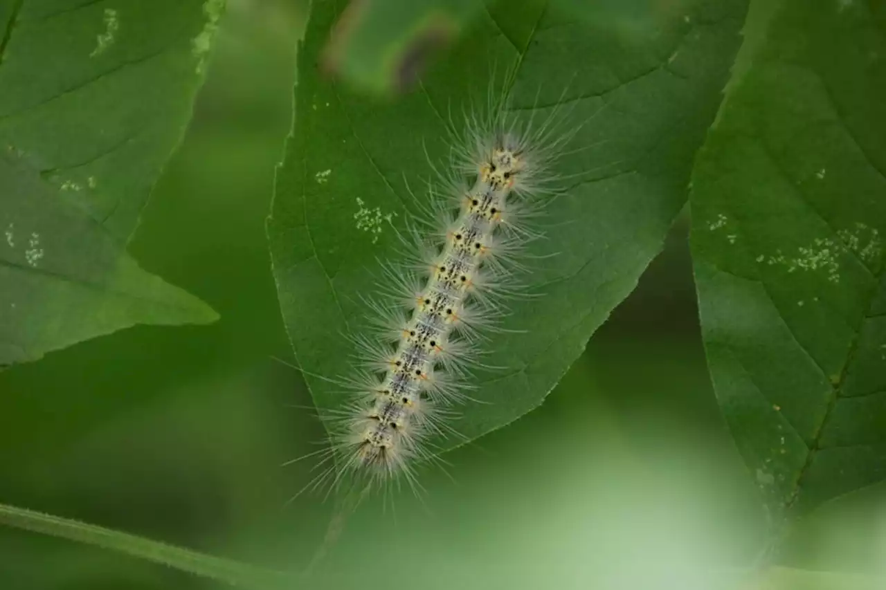 Opinion: Crowd-sourced science sheds light on how new species form across space and time