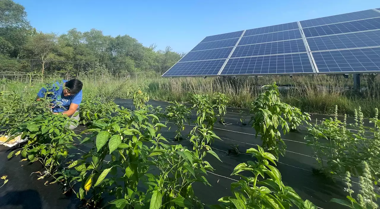 Agrivoltaics To Save US Farmland From Buildings