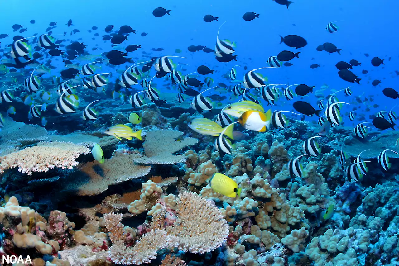 Artificial Reef Made From Pear Trees Proves Effective In Netherlands Test