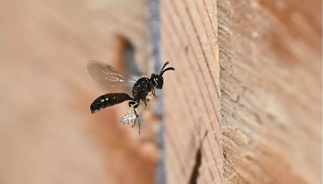 Første gjest på det høyteknologiske insekthotellet på Tøyen