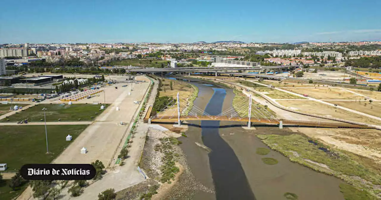 Provedor dos Animais de Lisboa propõe Noé para nome da ponte sobre rio Trancão