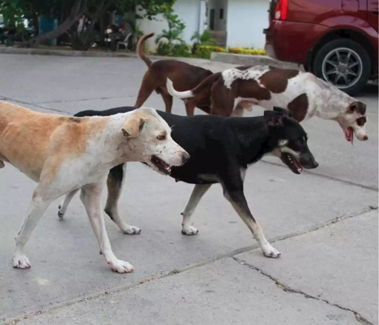 Maltrato animal: aún hay mucho que hacer en Cartagena