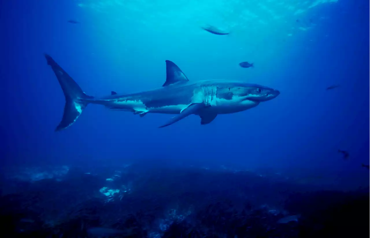 Great White Sharks Are Showing Off Their Social Side