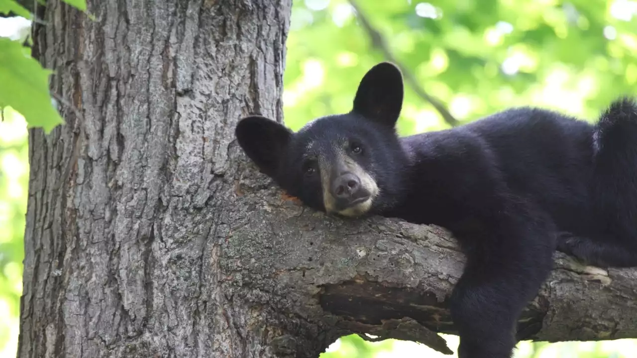 New Mexico Game Commission will consider increasing hunting limits for black bears