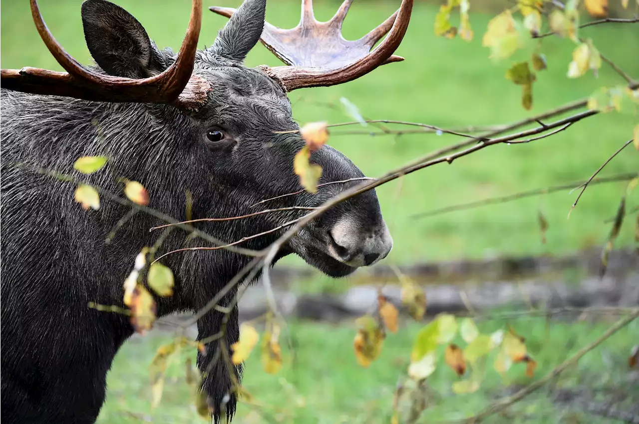 – jägarna pekar på skogsbolagen