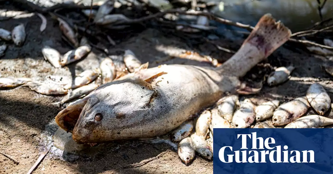 Environmental crisis looms as Murray cod virtually disappear from NSW Lower Darling