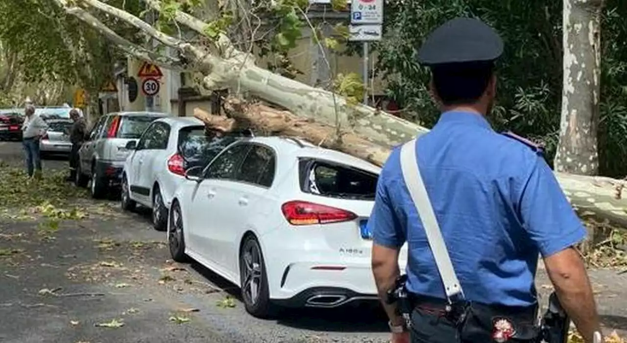 Albero crolla su auto in sosta sul lungotevere a Roma, ferito automobilista