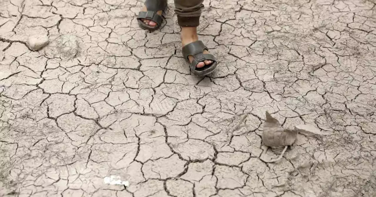 Tras la guerra en Ucrania y la sequía, llega 'El Niño': temor por su impacto en arroz, maíz, azúcar, patata y ganado