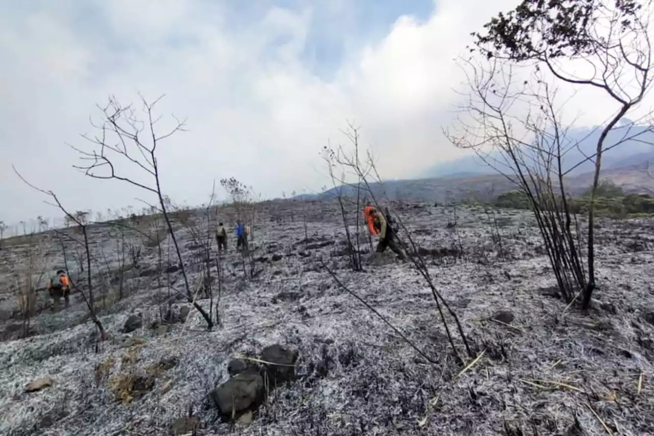 Ada Kebakaran Hutan, Pendakian Gunung Arjuno Ditutup