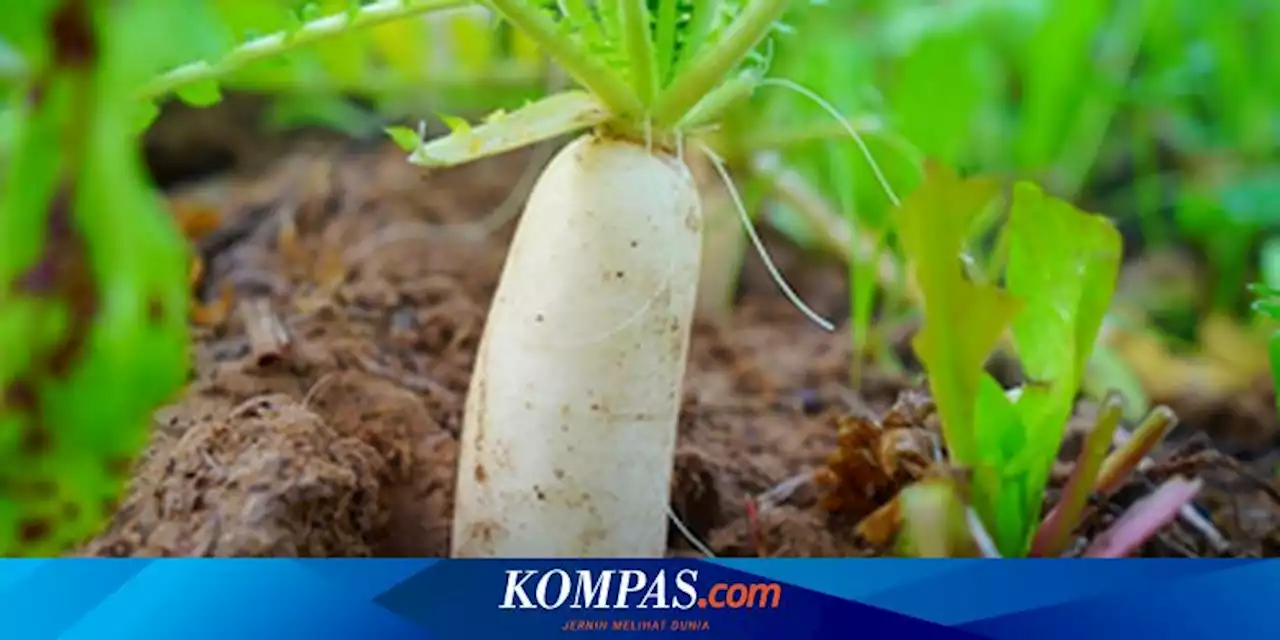 4 Sayuran Umbi Terbaik untuk Ditanam di Kebun